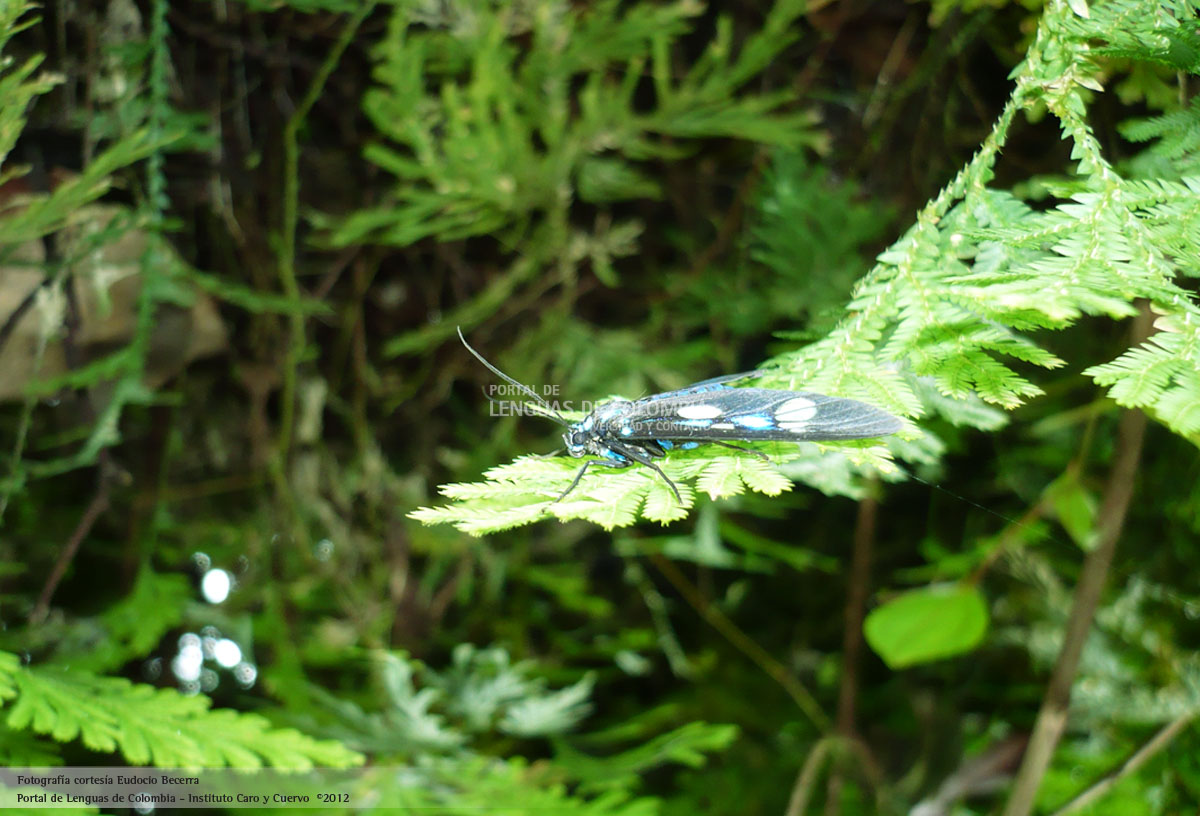 Imagen de insecto del Amazonas.