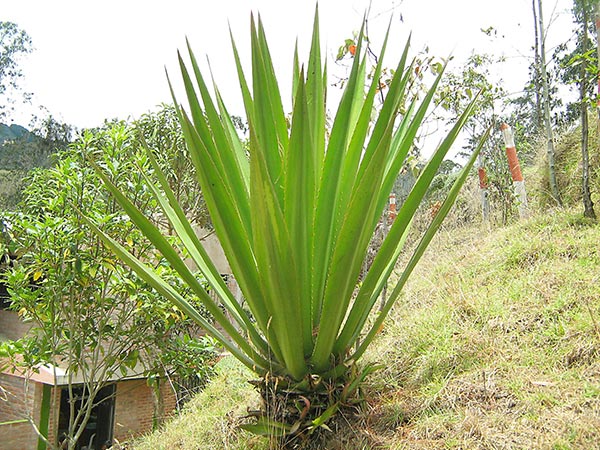 Fotografía de planta de agave.